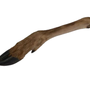 Hertenonderbeen met hoef – hypoallergene hondensnack voor langdurig kauwplezier