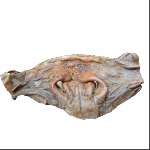 Gedroogde paardensnuit, hypoallergene en natuurlijke hondensnack voor honden.