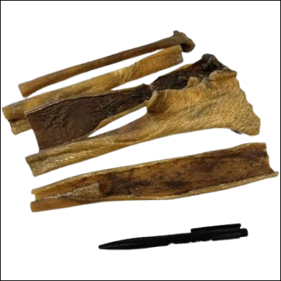 Wildzwijn Kophuid, natuurlijke en stevige hondensnack van wild zwijn.